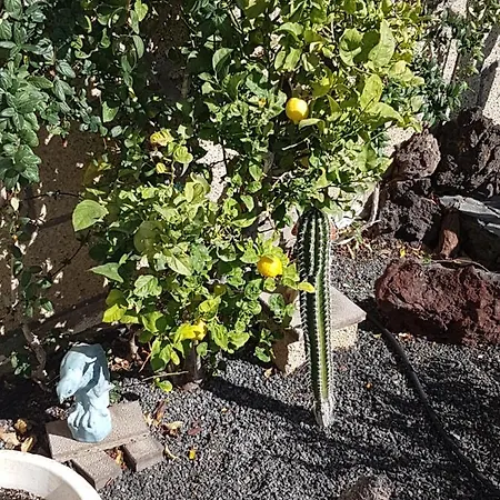 Casa In Teneriffas Suden 아파트